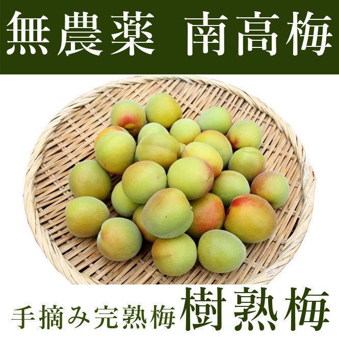 購買 樹熟梅 きじゅくうめ 10kg 無農薬 南高梅 熊野 生梅 手摘み 完熟梅 梅干し 梅酒 梅ジュース用 青梅 紀州 彩り屋 予約受付中 ６月中旬頃から順次発送予定 Aynaelda Com