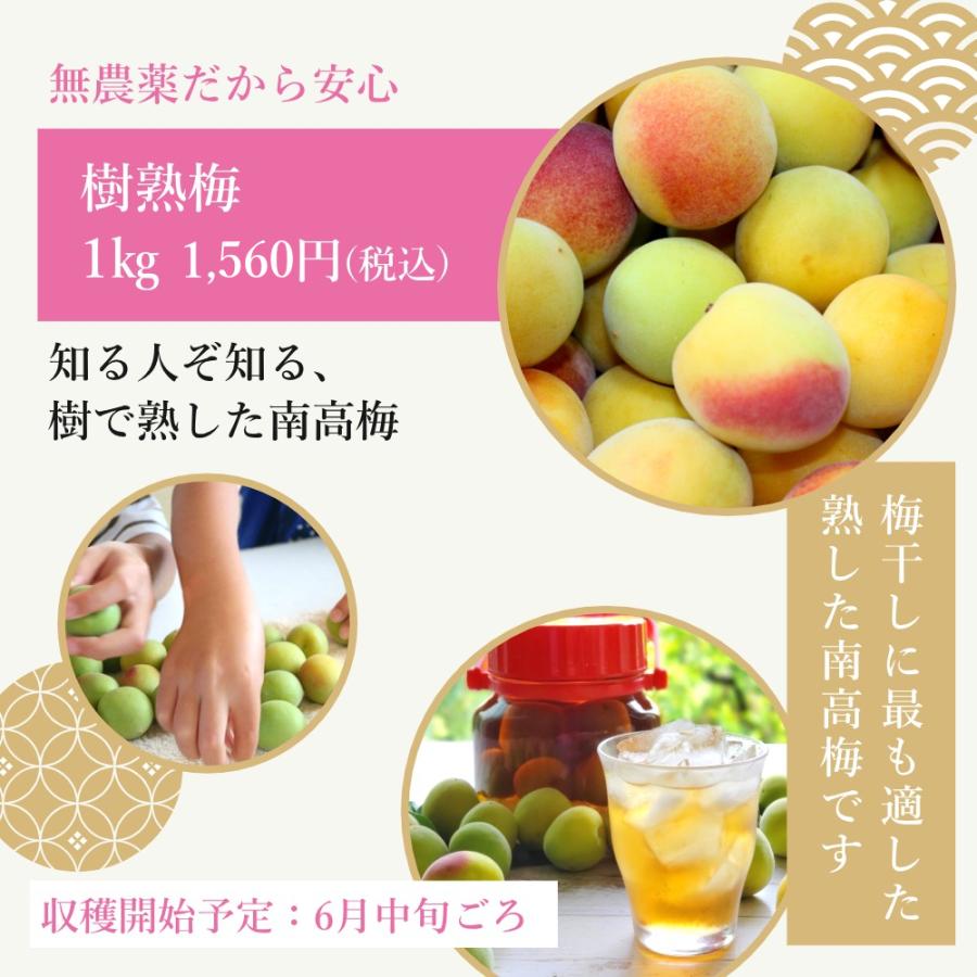 購買 樹熟梅 きじゅくうめ 10kg 無農薬 南高梅 熊野 生梅 手摘み 完熟梅 梅干し 梅酒 梅ジュース用 青梅 紀州 彩り屋 予約受付中 ６月中旬頃から順次発送予定 Aynaelda Com