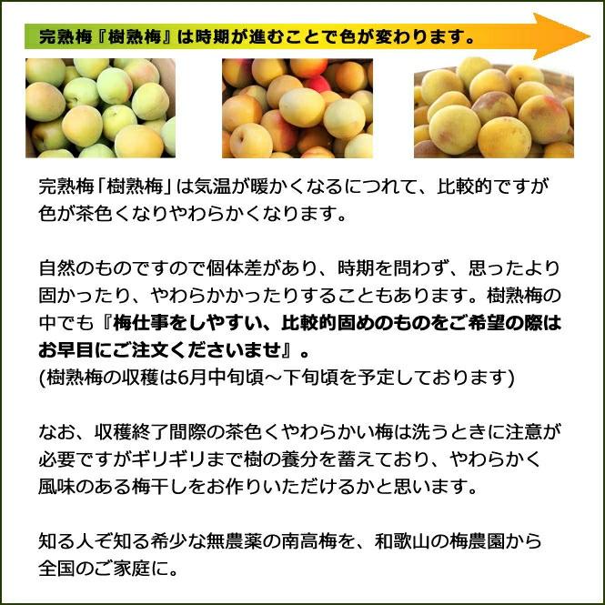 樹熟梅 1kg 栽培期間中農薬不使用 南高梅 熊野 生梅 手摘み 完熟梅
