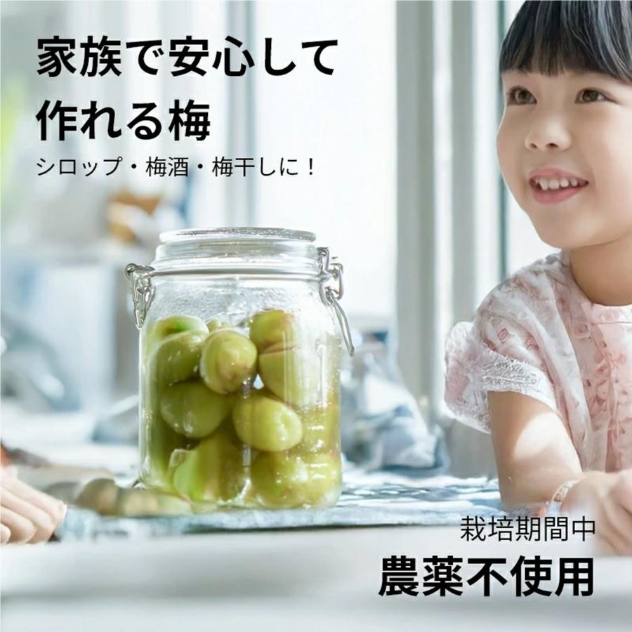 樹熟梅 1kg 栽培期間中農薬不使用 南高梅 熊野 生梅 手摘み 完熟梅
