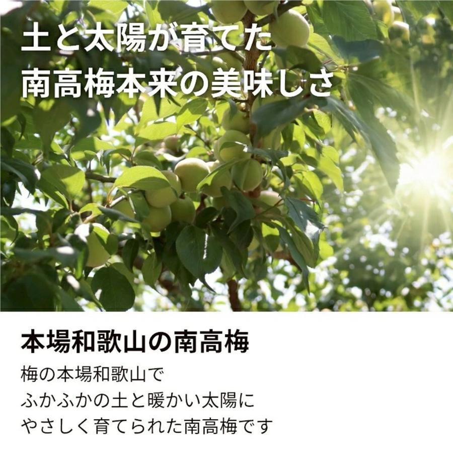 樹熟梅 1kg 栽培期間中農薬不使用 南高梅 熊野 生梅 手摘み 完熟梅
