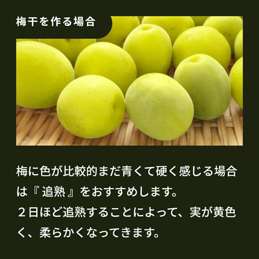 樹熟梅 1kg 栽培期間中農薬不使用 南高梅 熊野 生梅 手摘み 完熟梅