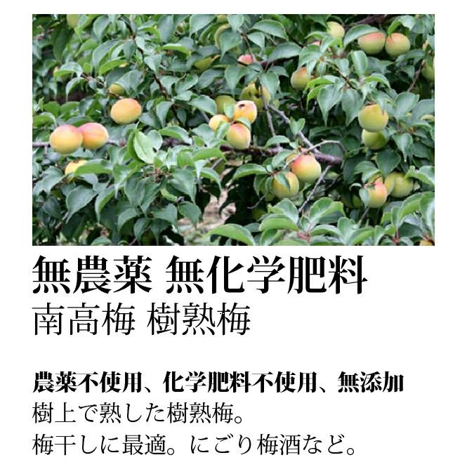 宮崎完熟マンゴー 4Lのみ！ 6玉 3.16 k〜 mabo様 山梨県産 樹