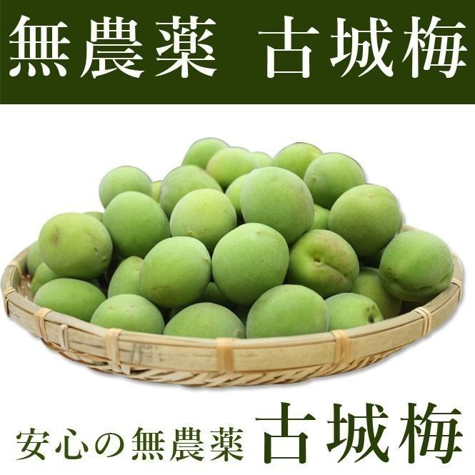 【ほぼ未使用】 古城梅 8kg 梅酒 梅ジュース用 無農薬 青梅 熊野 無化学肥料 生梅 紀州 彩り屋 予約受付中 ５月下旬頃から順次発送予定 【VQ1964533842】(10088円)