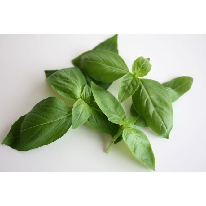 フレッシュスイートバジル2kg フレッシュバジル 2kg：熊本県産のバジル｜食べチョク｜産地直送