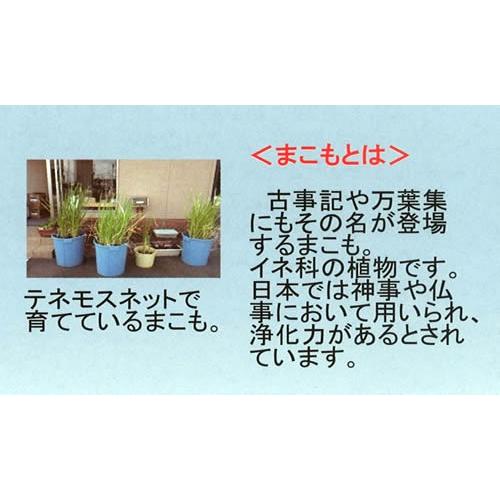 テネモス ビダクリーム Vida Cream まこも レフィル 付替用 30ml : 伊