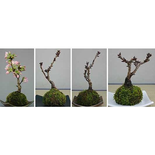 桜盆栽 旭山 一才桜 苔玉 受皿は付属しません Baslayer C いろは盆栽 通販 Yahoo ショッピング