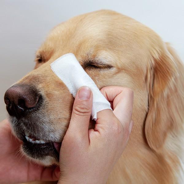 目垢トルトルシート 犬の目の周りのお手入れ用 tts E 大型犬用品専門店 アイアンバロン 通販 Yahoo ショッピング