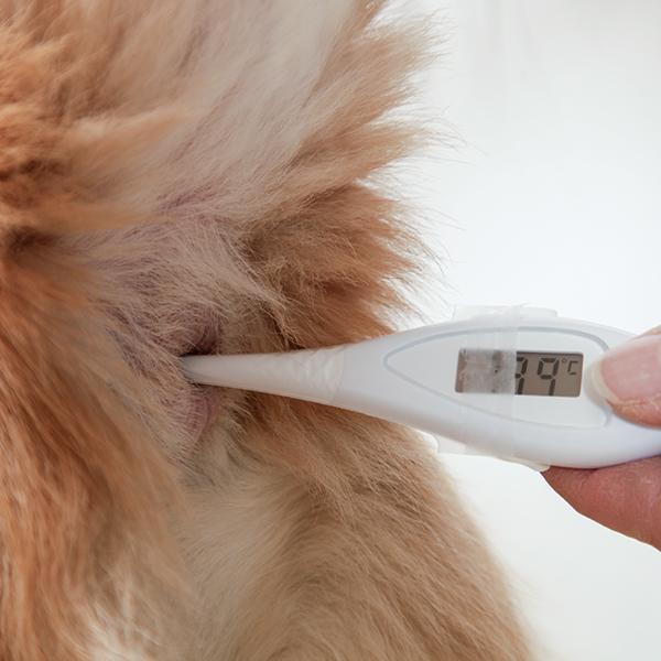 サーモフレックス2 TF-19U1（動物用体温計）（63099） : 大型犬用品