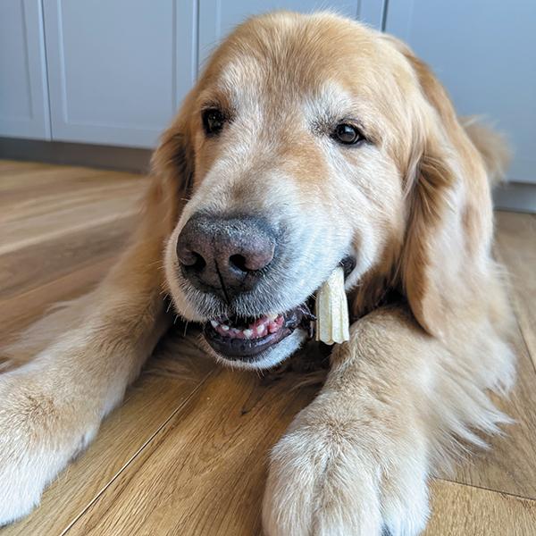 ハーツ チューデント（ガム）（64446） : 大型犬用品専門店 アイアン