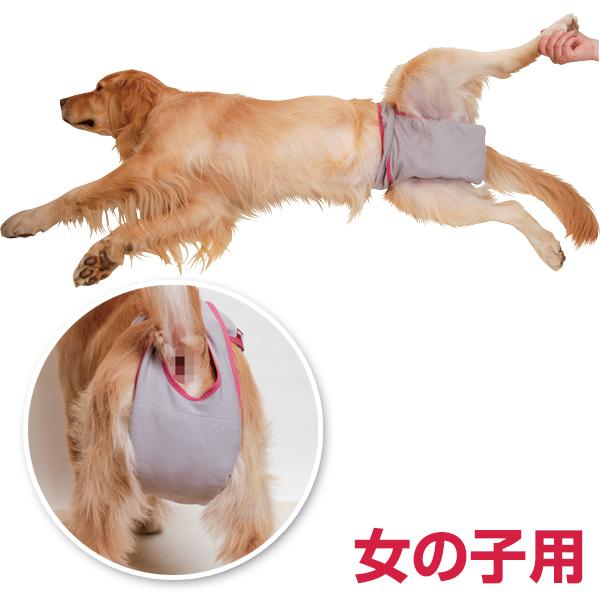 第一衛材 （大型犬用3L）マナーホルダー アクティブ［男の子用/女の子