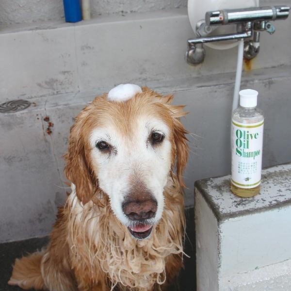 オリーブオイルシャンプー Olive アイアンバロンyahoo 店 通販 Yahoo ショッピング
