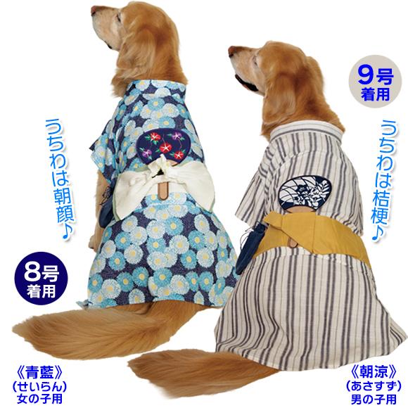 大型犬用8号）ゆかた（青藍・朝涼） : 大型犬用品専門店 アイアン