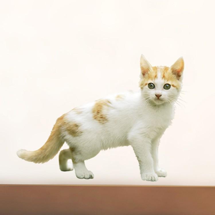 岩合光昭 壁紙の商品一覧 通販 Yahoo ショッピング