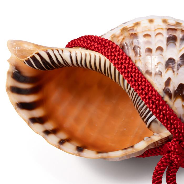 法螺貝 （ほら貝） 12インチ No.140 : 宮忠 - 通販 - Yahoo!ショッピング