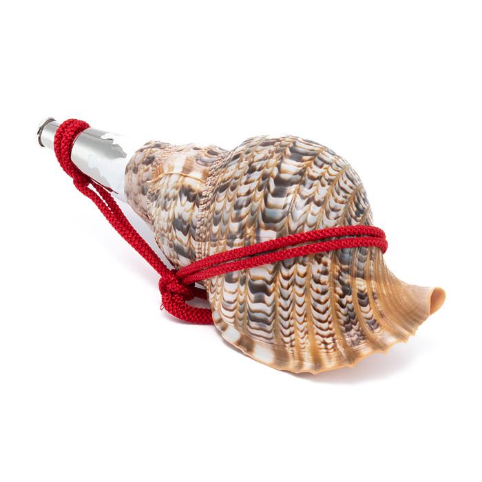 法螺貝 ほら貝 15インチ No.50 鶴-31371】 法螺貝 全長35cm ホラ