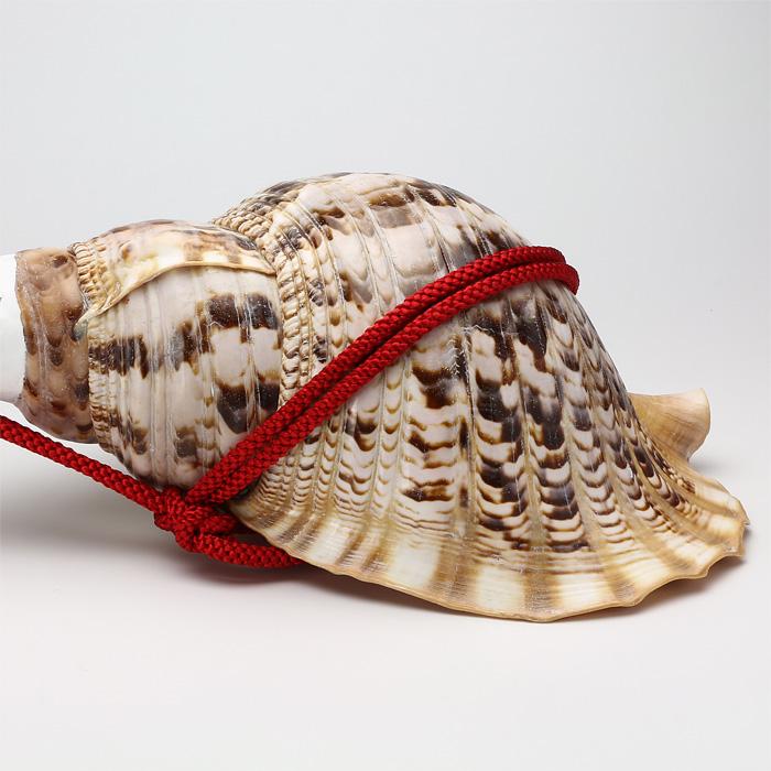 法螺貝 （ほら貝） 大型 No.10 法螺貝 ほら貝 貝殻 インテリア