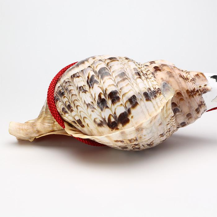 法螺貝 （ほら貝） 大型 No.10 : 宮忠 - 通販 - Yahoo!ショッピング