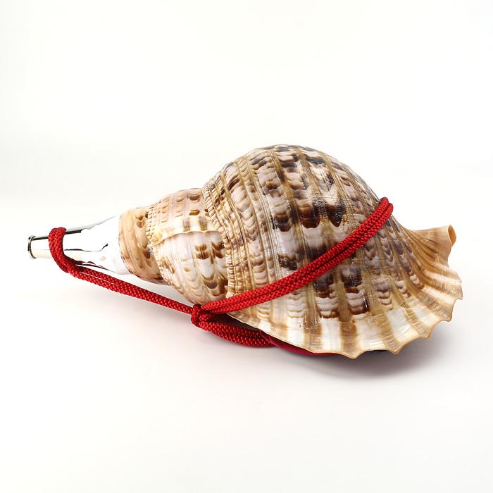 50%OFF50%OFF法螺貝 ほら貝 大型 No.8 その他冠婚葬祭、宗教用品