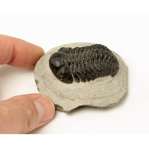 化石 三葉虫 （母岩付） （アソート） No.14 : 宮忠 - 通販