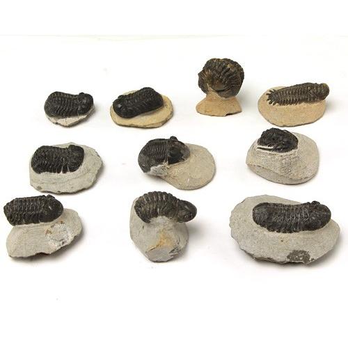 化石 三葉虫 （母岩付） （アソート） No.14 : 宮忠 - 通販 - Yahoo