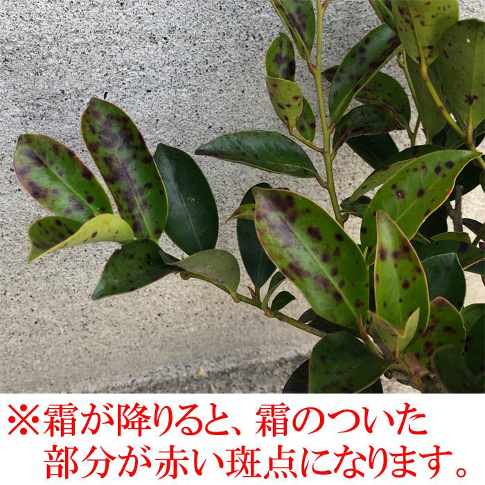 榊の苗（サカキの苗） : 宮忠 - 通販 - Yahoo!ショッピング