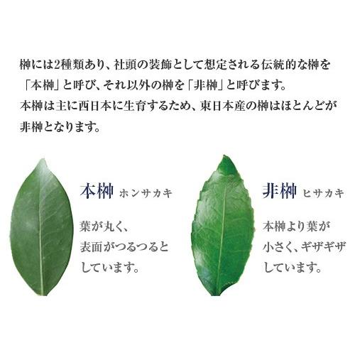 本榊（生榊） 1対（2結束） : 宮忠 - 通販 - Yahoo!ショッピング