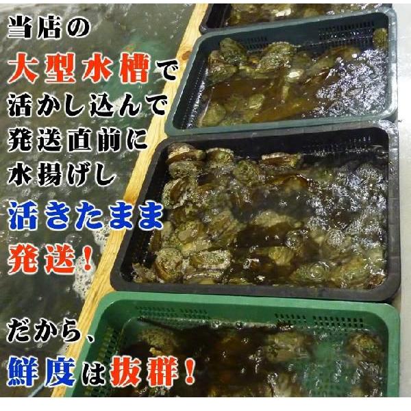 活 蝦夷あわび 100g Mサイズ [あわび]（入数:1枚） |  | 04
