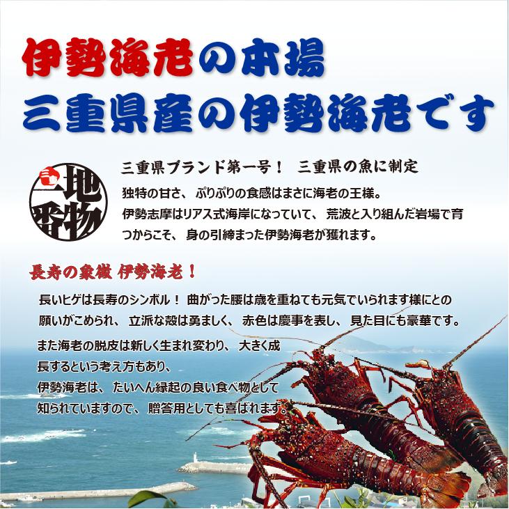 活〆伊勢海老（冷凍加熱用）中大サイズ 280〜330g [冷凍伊勢海老]（入数:5尾★、半割で発送）_4