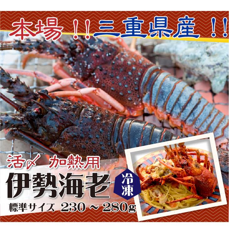 □活〆伊勢海老（冷凍加熱用）標準サイズ 230〜280g [冷凍伊勢海老