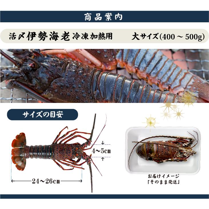 冷凍伊勢海老巨大！1尾1kg送料込 活〆伊勢海老（冷凍加熱用）特大サイズ 1尾 800g～1kg 送料無料