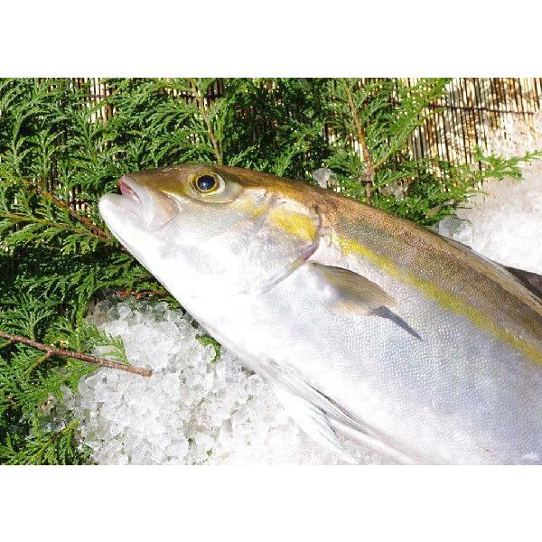 活〆ワラサ ブリ 4kg 4 5ｋｇ 調理済 ワラサ 養殖 Buri 2 まるか水産yahoo 店 通販 Yahoo ショッピング