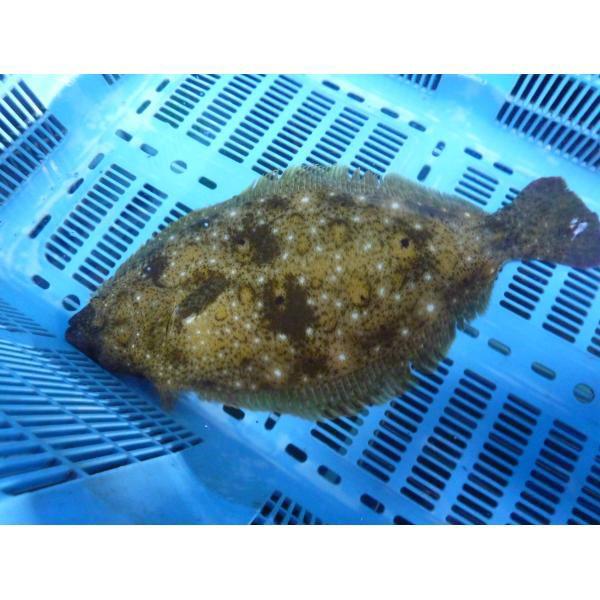 活〆 ヒラメ 三重県産 養殖 １枚 800ｇ 魚介類 Hirame 001 まるか水産yahoo 店 通販 Yahoo ショッピング