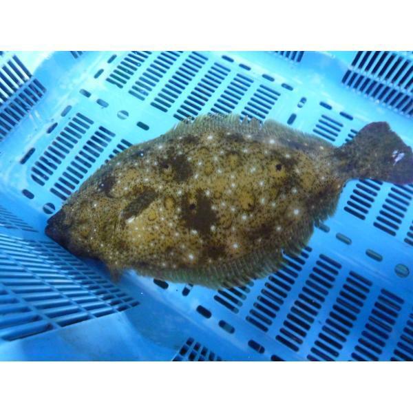 活ヒラメ 捌いてお届けします 800ｇ スキンレス 三重県産 養殖 魚介類 Hirame 002 まるか水産yahoo 店 通販 Yahoo ショッピング