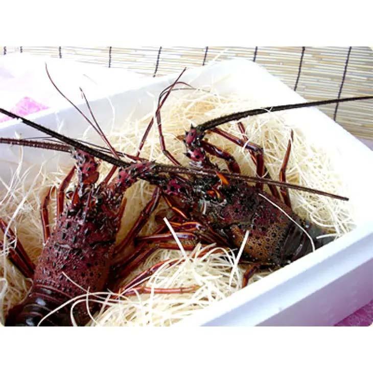 活伊勢海老 活きたまま発送 ちょっとワケあり 小さめサイズ 3尾入 500g