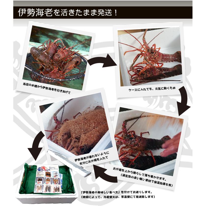 活伊勢海老 活きたまま発送 ちょっとワケあり 小さめサイズ 1尾 160
