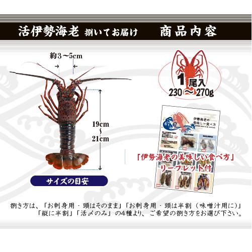 捌いて発送 国産天然 伊勢海老 標準サイズ 1尾 230〜270g[伊勢海老