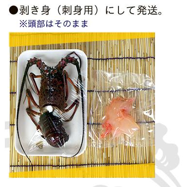 捌いて発送 国産天然 伊勢海老 標準サイズ 1尾 230〜270g[伊勢 捌いて発送 国産天然 伊勢海老 標準サイズ 1尾 230〜270g[伊勢