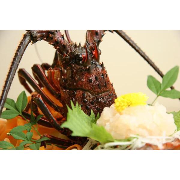 活きてます ほんのちょっと 訳有 活伊勢海老 1尾 活伊勢海老 安い 約330ｇ 380g