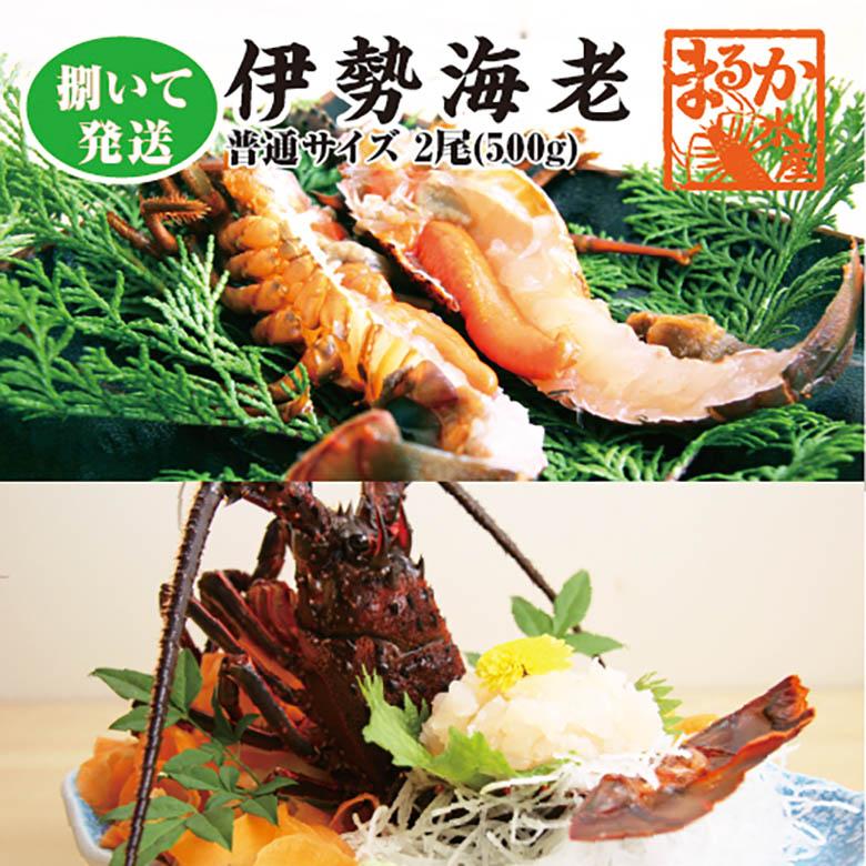 捌いて発送 国産天然 伊勢海老 標準サイズ 2尾入 500g 送料無料 捌いて発送 国産天然 伊勢海老 標準サイズ 2尾入 500g 送料無料