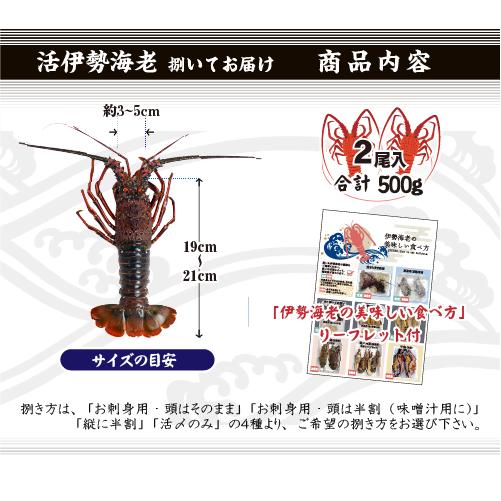 捌いて発送 国産天然 伊勢海老 標準サイズ 2尾入 500g ☆[伊勢海老