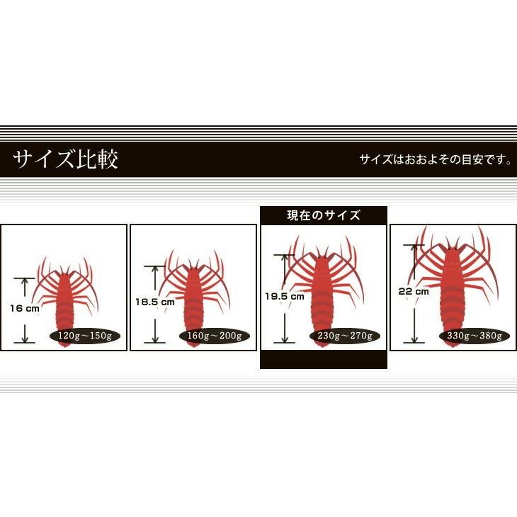 送料無料　活伊勢海老　活きたまま発送します　ほんのちょっとワケあり、標準サイズ　2尾　500g[活伊勢海老]｜isemaruka｜06