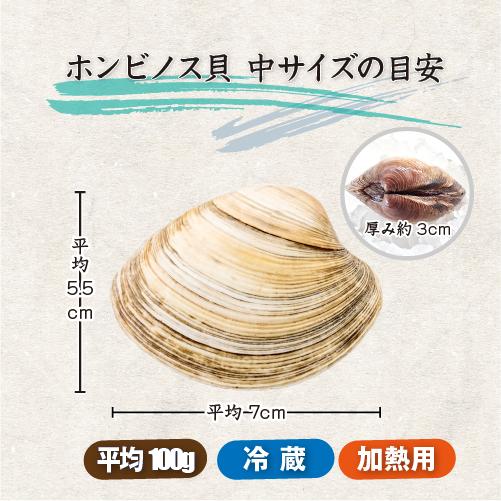 活 ホンビノス貝 中サイズ（8〜12個）（入数:1kg入 [貝類