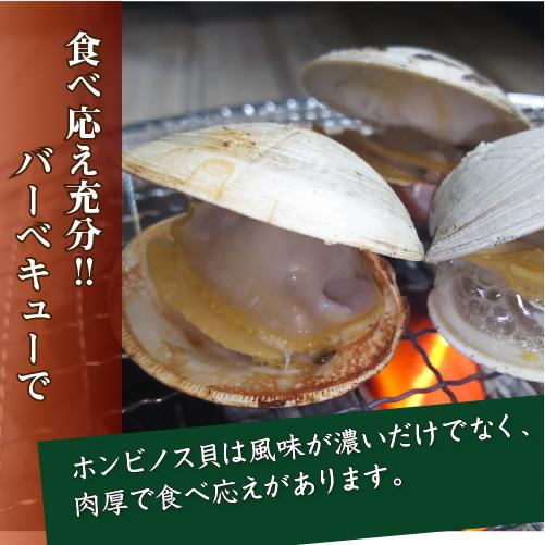活 ホンビノス貝 特大サイズ（4〜6個）（入数:1kg入 [貝類]） : まるか