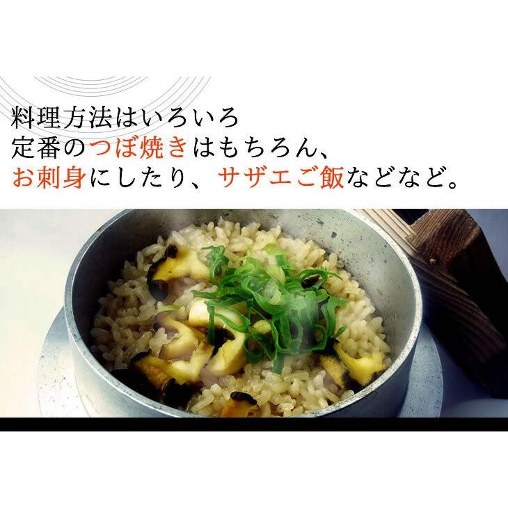 活貝３点セット ハマグリ80ｇ５個 サザエ100ｇ５個 ホンビノス130ｇ５個 貝セット Kaiset 1 まるか水産yahoo 店 通販 Yahoo ショッピング