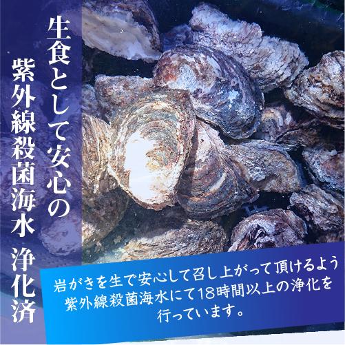 天然 生食用岩がき（400/450g）10個（送料無料）[岩ガキ]｜isemaruka｜05
