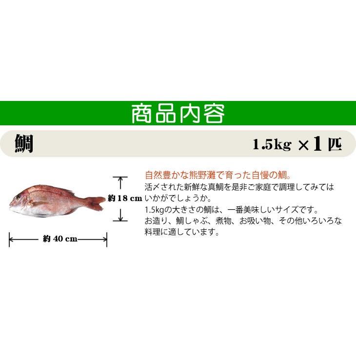 真鯛 大きめサイズ 捌いてお届けできます 1 5ｋｇ 魚介類 Madai M 002 まるか水産yahoo 店 通販 Yahoo ショッピング