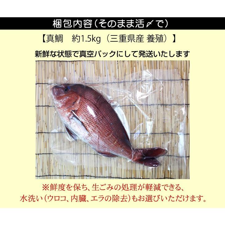 真鯛 大きめサイズ 捌いてお届けできます 1 5ｋｇ 魚介類 Madai M 002 まるか水産yahoo 店 通販 Yahoo ショッピング