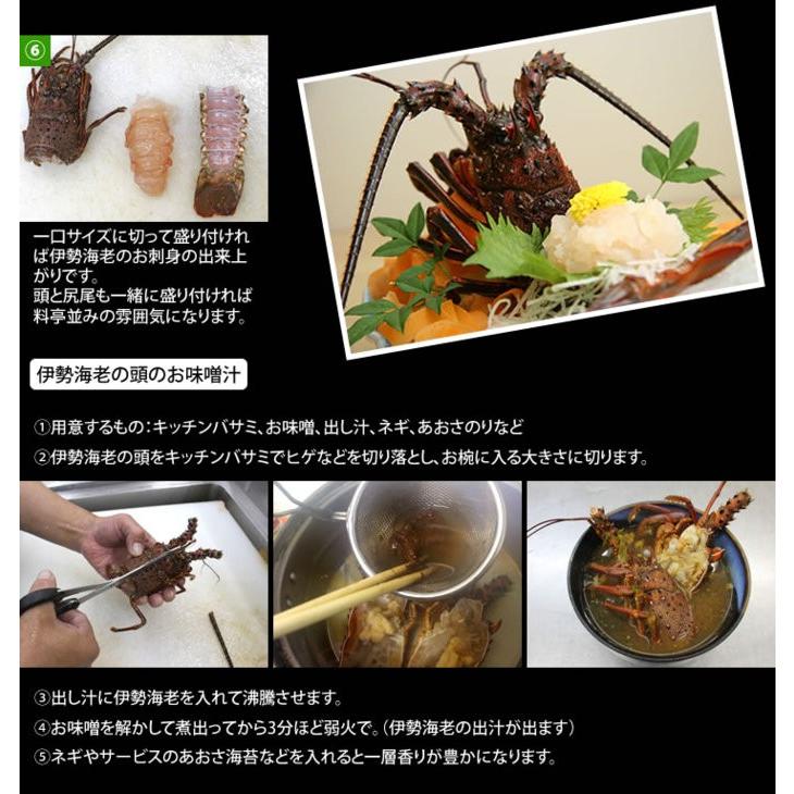 刺身用伊勢海老 活〆 150ｇ 170ｇ 5尾 凍眠冷凍伊勢海老 R Ise 150 5 まるか水産yahoo 店 通販 Yahoo ショッピング
