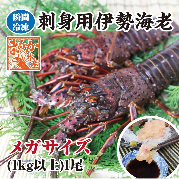 冷凍伊勢海老巨大！1尾1kg送料込 刺身用伊勢海老 凍眠冷凍 メガサイズ 1尾 1kg以上 送料無料[凍眠